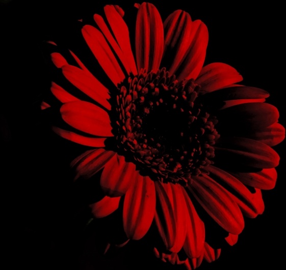 flower on the black background