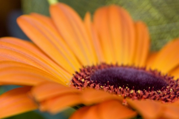flower orange flora