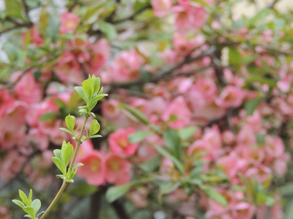 flower pink branch