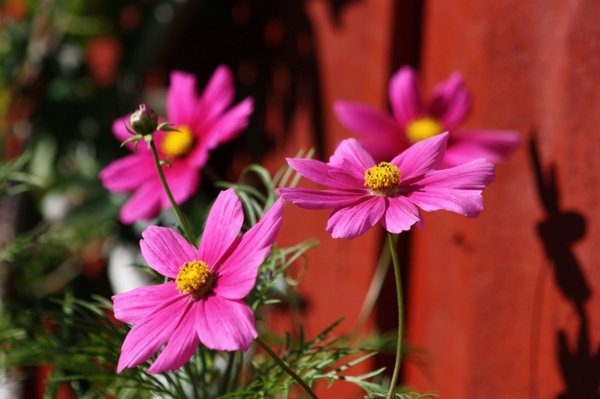 flower pink flora