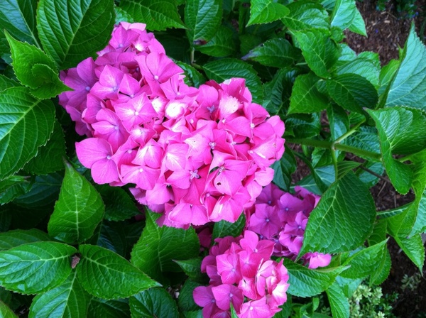 flower pink garden