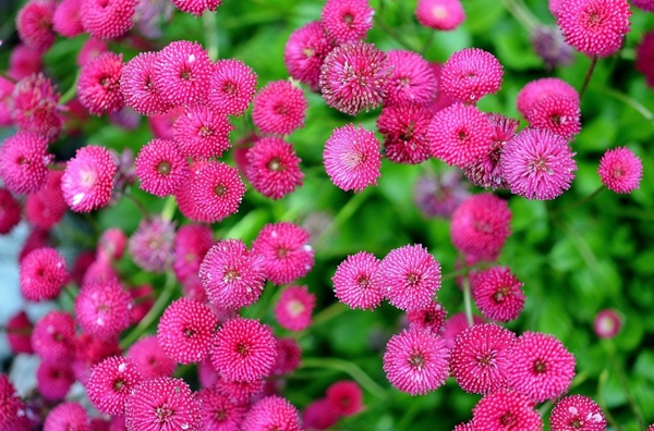 flower pink spring