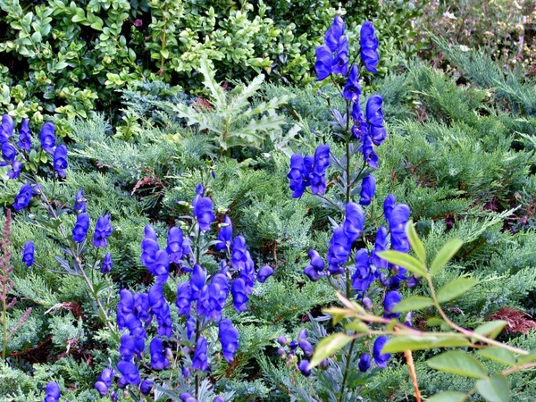 flower plant blue