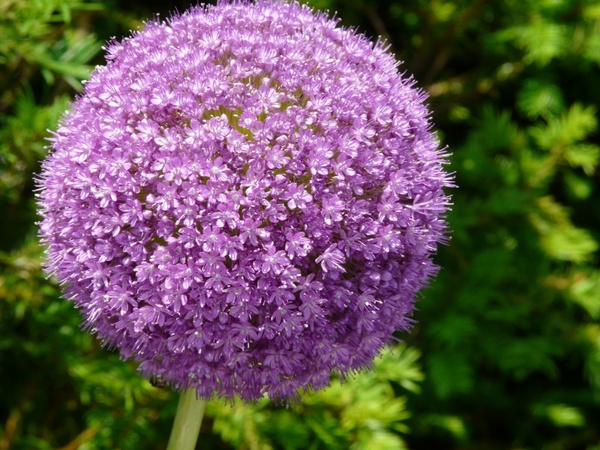 flower purple allium 