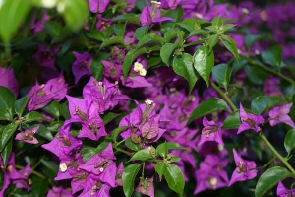 flower purple nature