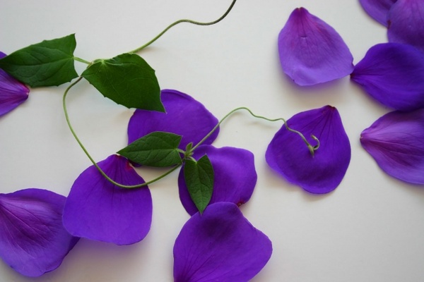 flower purple vine