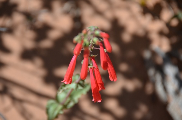 flower red desert