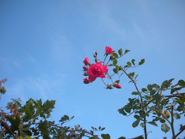flower red rose