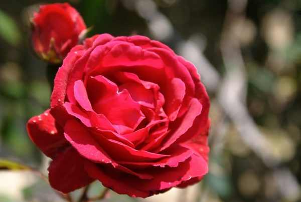 flower rosa red