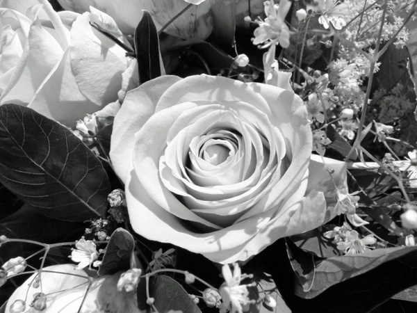 flower rose black and white