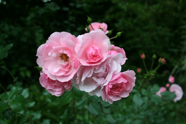 flower rose garden