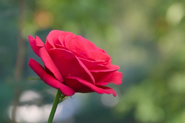 flower rose red
