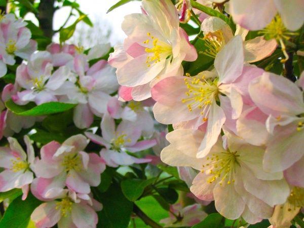 flower ã€‚ spring. pink ï¼Œã€‚ beautiful .