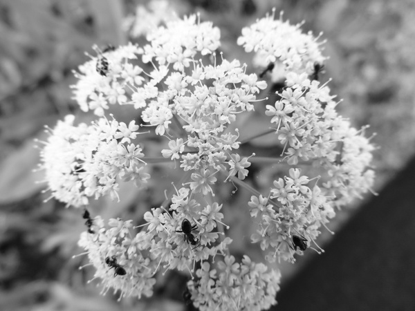 flower summer black amp white photography