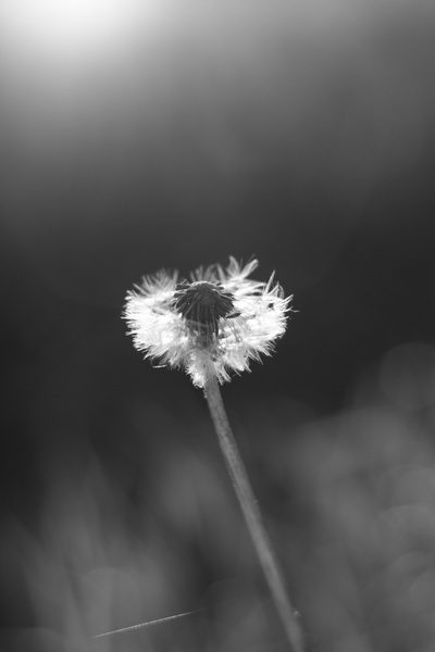 flower the dandelion the black and white