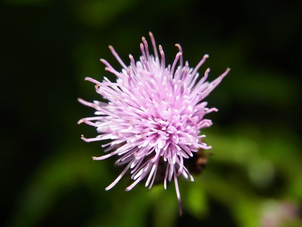 flower thistle plant