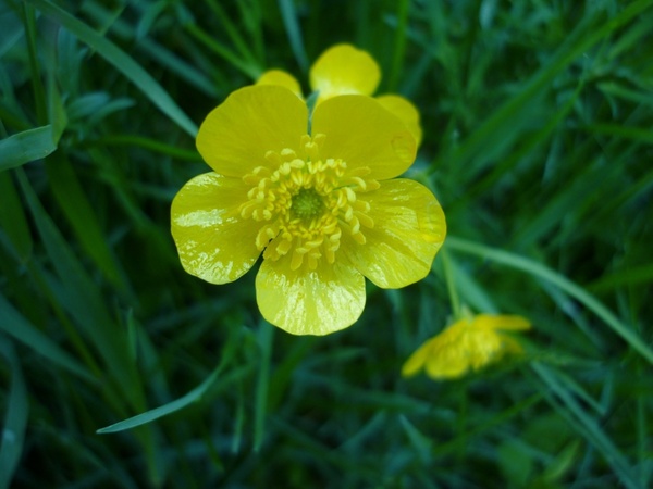 flower toxic yellow