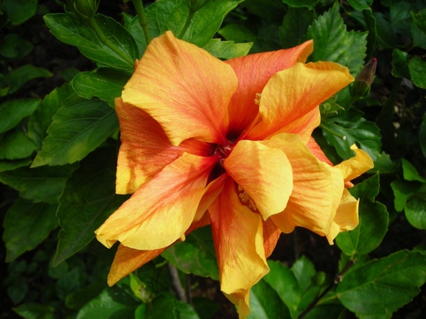 flower tropical orange