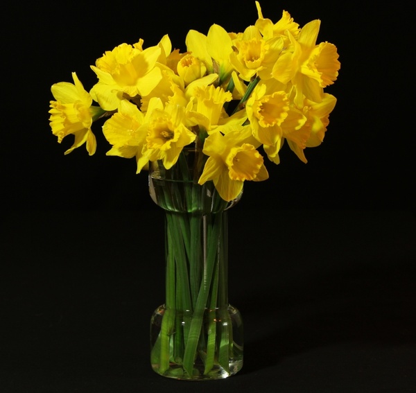 flower vase daffodils jonquil