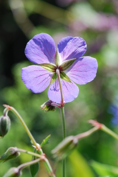 flower violet purple 
