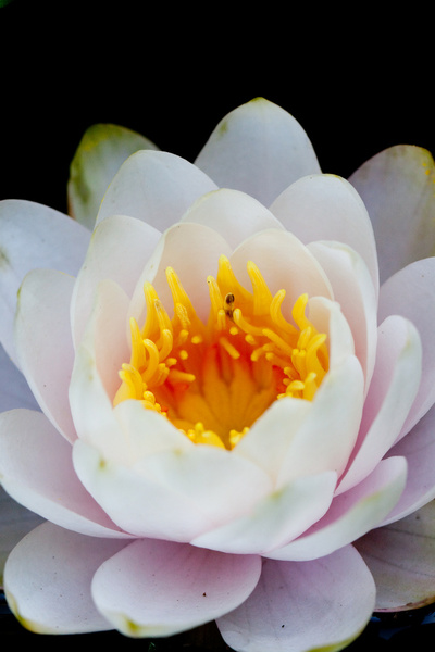flower water lily