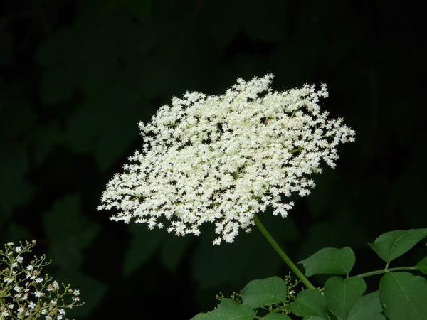 flower white black elderberry 