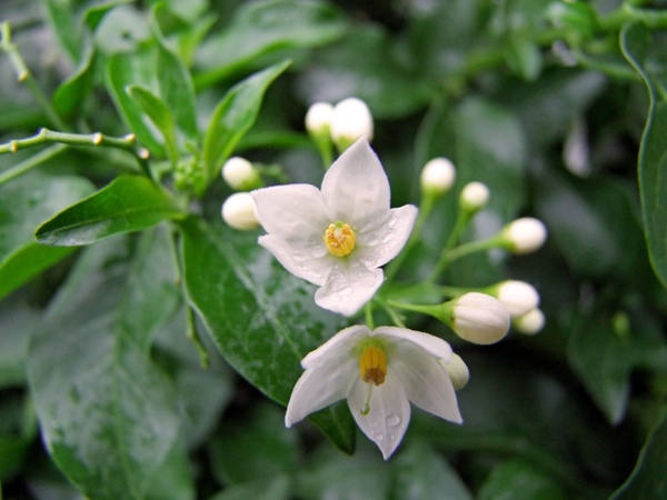 flower white jasmin