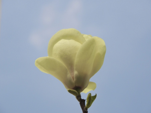 flower white sky