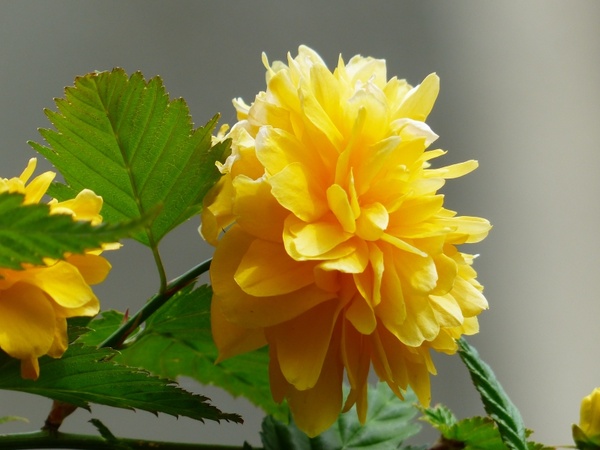 flower yellow bush