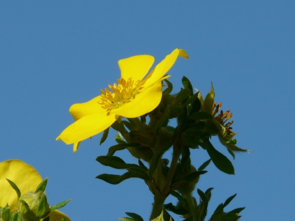 flower yellow finger shrub