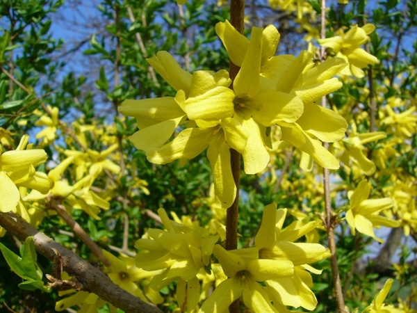 flower yellow garden