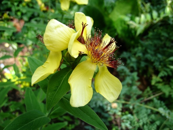 flower yellow green