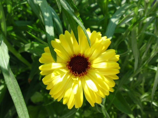 flower yellow nature 