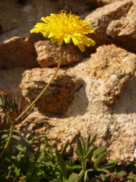 flower yellow plant 