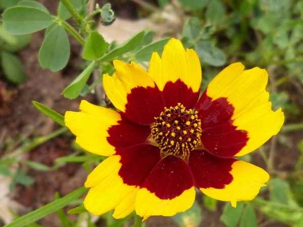 flower yellow red