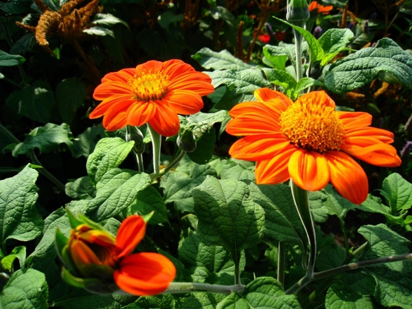 flower zinnia orange