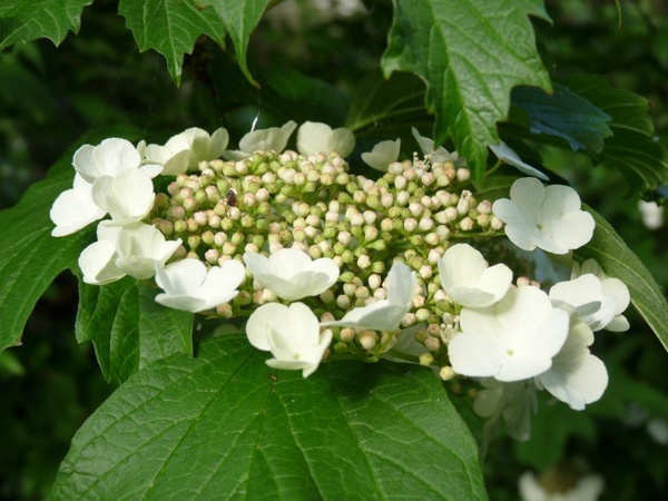flowering hydrangea white