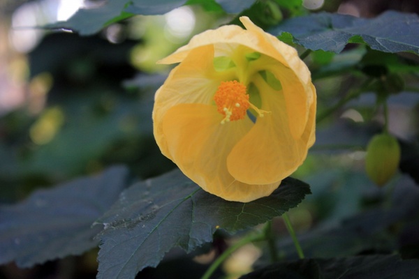 flowering maple 