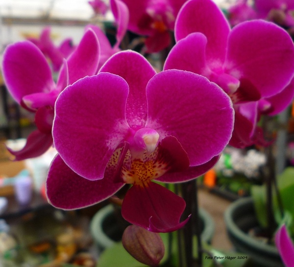 flowering orchids