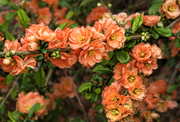 flowering quince 