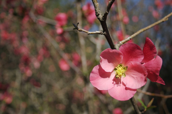 flowering quince 