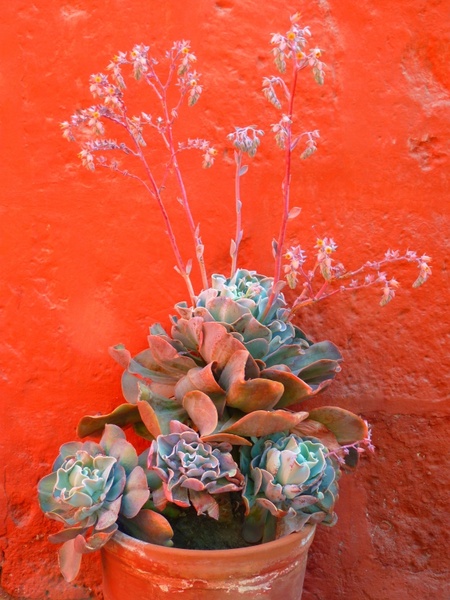 flowerpot plant decoration