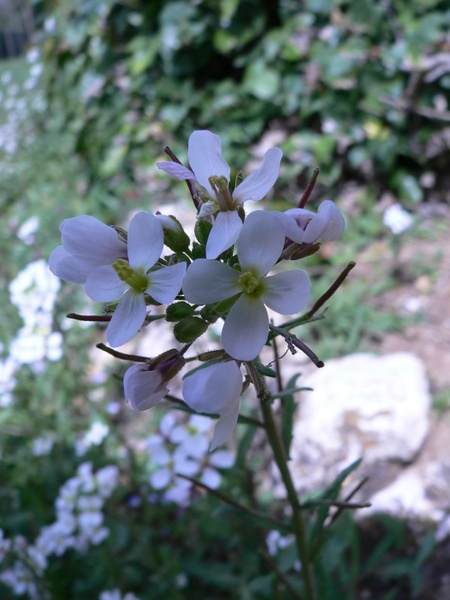 flowers and plants 