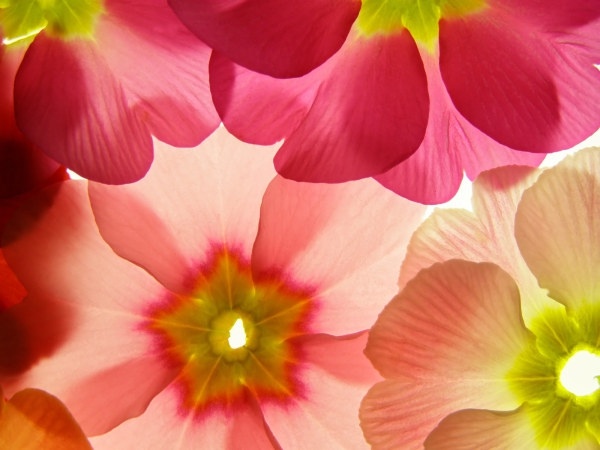 flowers background hd picture 2 