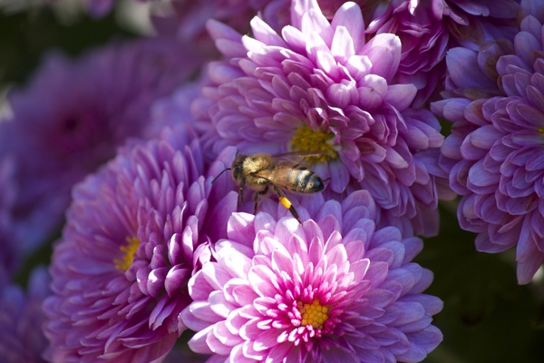 flowers bee summer