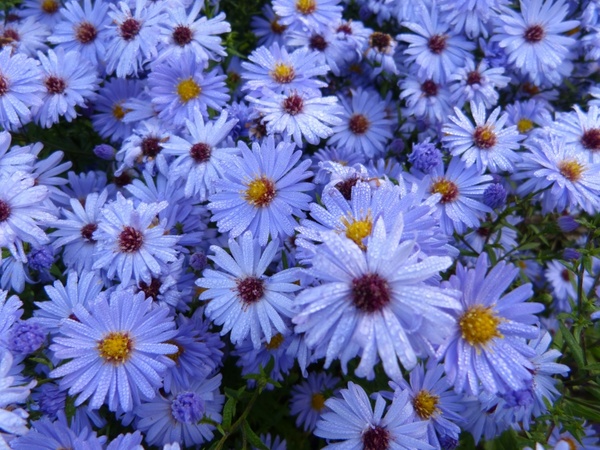 flowers blue nature
