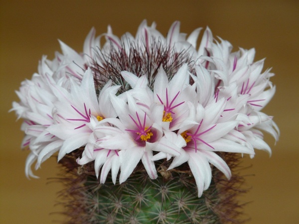 flowers cactus white