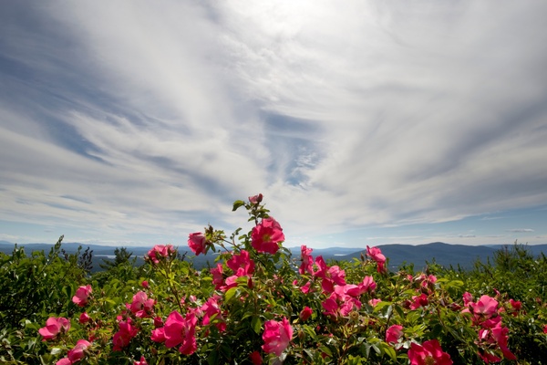 flowers clouds mountains
