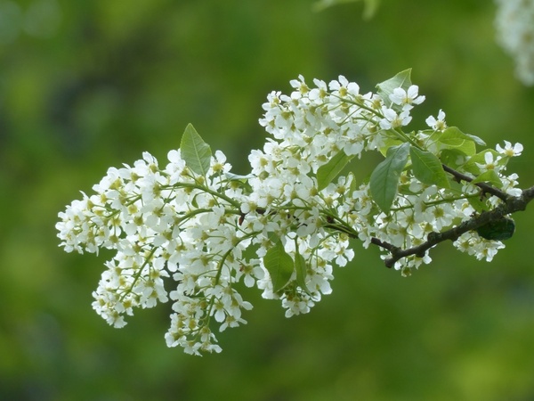flowers common bird cherry white