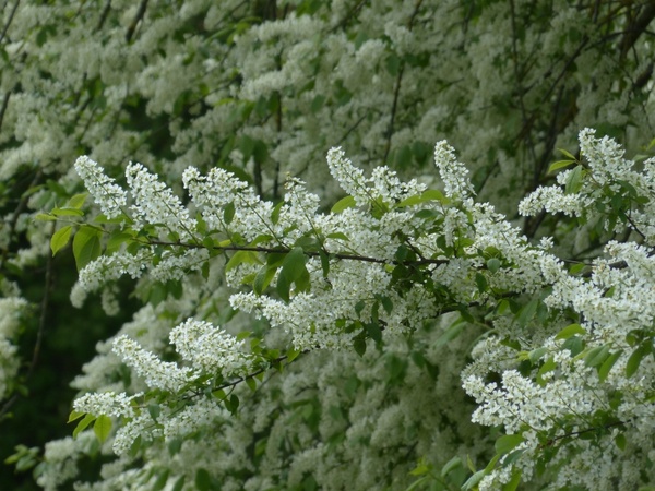 flowers common bird cherry white